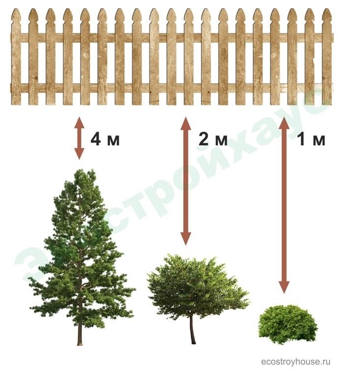 Измерение пространства между забором и растениями в виде деревьев и кустарников.