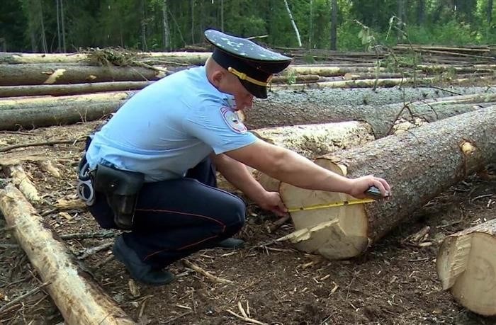 штраф за удаление лесного насаждения