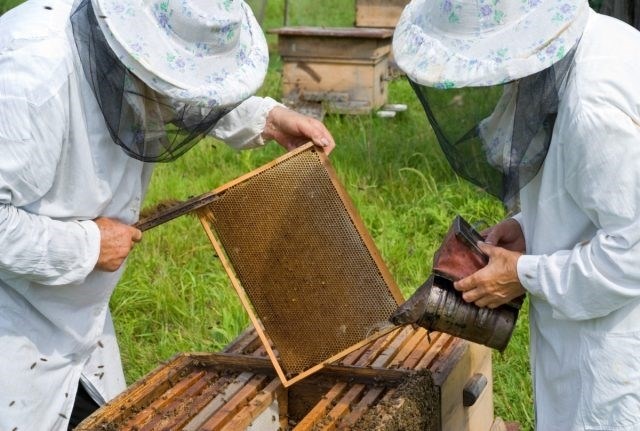 При удалении безрамочных рамок из слабой семьи, если в них есть пчелы, их можно сразу же встряхнуть в новом улье.