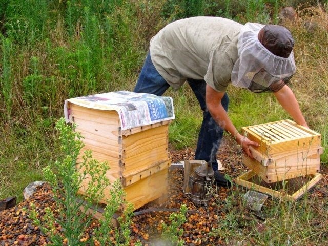 Прежде всего, необходимо объединить слабые пчелиные семьи.